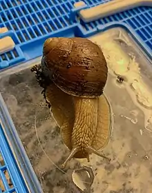 A picture about an Helix pomatia juvenile