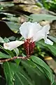 Costus tapenbeckianus