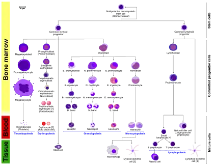 Hematopoiesis