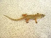 Tropical House Gecko (Hemidactylus mabouia)