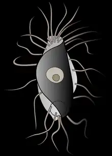 Hemimastix amphikineta, redrawn from Foissner et al., 1988