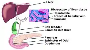 Schemic diagram of Biliary system