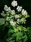 Heracleum lanatum