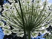 Heracleum mantegazzianum