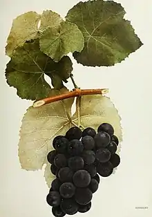 Photographic plate of Herbert grape