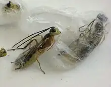 Adults emerging from cocoons