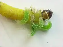 Hercus fontinalis larvae feeding on caterpillar