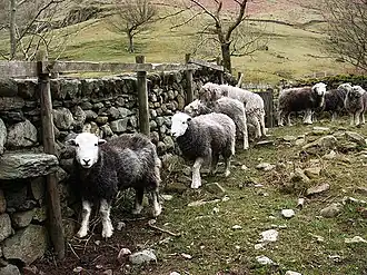 Herdwick sheep