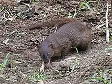 Brown mongoose