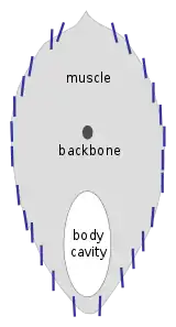 Image 41Herring reflectors are nearly vertical for camouflage from the side. (from Pelagic fish)