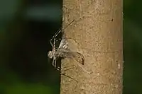 Injecting venom through the shroud