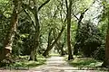 London planetree avenue in the park