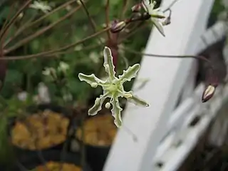 Close up of flower