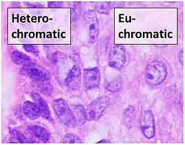 Sometimes "heterochromatic" versus "euchromatic" nuclei are used for visual appearance, but this strictly refers to the molecular structure of DNA.