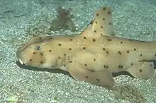 A wild horn shark