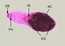 Adult specimen stained with carmine