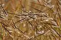 Heteropogon sp.