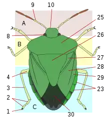 26 = Heteroptera scutellum