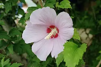 Rose of Sharon, Syrian ketmia (Hibiscus syriacus)