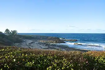 Beach in Manatí