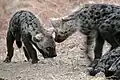 Hyena Pups