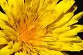 Close up of the ray corolla of Hieracium lachenalii; every "petal" is actually a separate five-petaled flower complete with its own stamens and making its own fruit.