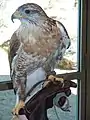 Live hawk exhibit