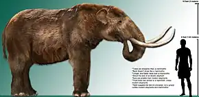 The Mammut americanum (American mastodon) became extinct around 12,000–9,000 years ago due to human-related activities, climate change, or a combination of both. See Quaternary extinction event and Holocene extinction.