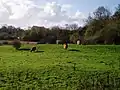 Highland cattle grazing