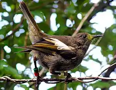 Female in typical 'tail cocked' stance