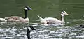 Bar-headed goose with Canada geese near Cincinnati, Ohio, U.S., July 2015