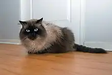 2-year-old Himalayan cat