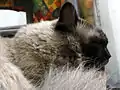 Himalayan cat