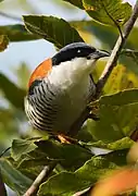 From Mizoram, India.