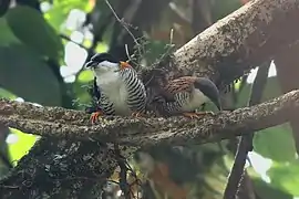 From Pabyuk-Naitam, Sikkim, India.