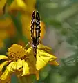 At Jayanti in Buxa Tiger Reserve