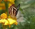 At Jayanti in Buxa Tiger Reserve in Jalpaiguri district of West Bengal, India