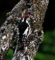 Male at Bhandakthaatch (8,500 ft.) in Kullu - Manali District of Himachal Pradesh, India