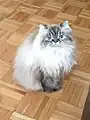 Seal lynx point Himalayan cat