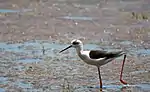 Black-winged stilt