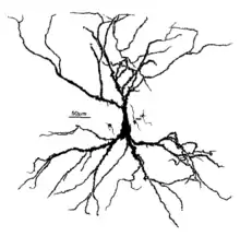 A hippocampal pyramidal cell