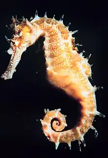 So are seahorses