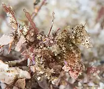 Hippocampus nalu in situ, a holotype female, Sodwana Bay, South Africa.