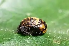 Pupa