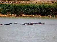 Hippopotamuses in Lake Maga.