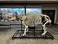 Hippopotamus skeleton