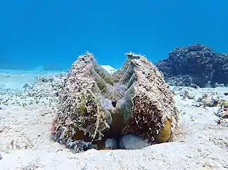 Live Hippopus hippopus (Vanuatu)