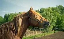 Head in profile of a chestnut horse with half-open mouth and upturned lip.