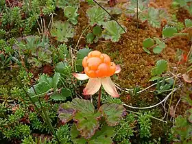 Rubus chamaemorus (cloudberry) Yakutia 22,500 YBP