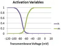 Hodgkin–Huxley activation variables